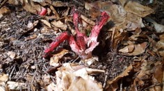 Hubárka našla exotický kúsok, ktorý sa podobá na chobotnicu