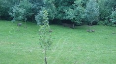 Divé svine terorizujú Žilinu: Vyčíňajú na sídliskách a v záhradách majú samoobsluhu