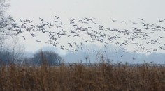Na východe Slovenska sa už objavili vtáky, ktoré sú predzvesťou oteplenia