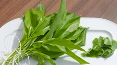 Medvedí cesnak - liek na všetko