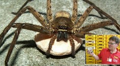 V debni s banánmi našli tohto nevítaného hosťa