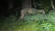 VIDEO: Videli ju, ako pri ceste žerie diviaka. V okolí Berlína sa pohybuje levica