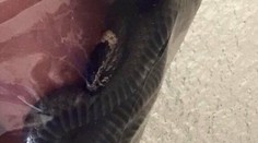 Najčudnejšie miesto, v ktorom našli schovaného hada