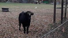 Zo Slovenska do Česka utiekol pred smrťou býk. Pri Hodoníne ho zastrelili