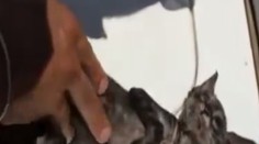 Námorníci našli v mori bezvládne telo mačiatka. Zachránili ho dýchaním z úst do úst