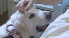 V Zlatých Moravciach robí terapeuta v nemocnici zlatá retríverka. K pacientom si líha aj do postele