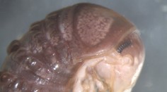 Vedci objavili nový druh huby na nečakanom mieste. Nemuseli ani opustiť univerzitu