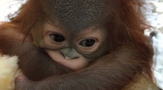 Mláďa orangutana zostalo napospas. Osvojila si ho človečia mama