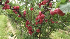 Už dozreli aj marhule. Pestovatelia hovoria o mimoriadne dobrej úrode