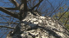 Záškodník na juhu Slovenska. Do storočných stromov navŕtal diery a nalial tekutinu