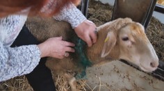 Ovce niekto polial kyselinou, hynuli pomaly a v bolestiach. Chovateľka tuší prečo
