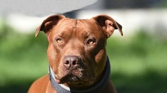 Pitbul zabil len šesťmesačné bábätko. Otec už čelí obvineniu