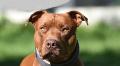 Pitbul zabil len šesťmesačné bábätko. Otec už čelí obvineniu