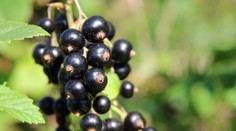 Pomáhajú pri chudnutí, znižujú cholesterol a zlepšujú spánok. Čierne ríbezle majú aj iné benefity