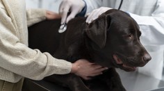 Psíkov v Bratislave trápi nebezpečné ochorenie. Veterinári hlásia množstvo prípadov