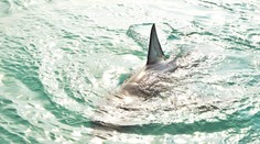 VIDEO: Zdesení turisti na jednom z Kanárskych ostrovov. V plytčine pri pláži sa z ničoho nič objavil žralok