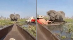 VIDEO: Desivý zážitok turistov. V rieke zamorenej krokodílmi na ich člny zaútočil obrovský slon