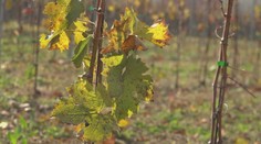 Vinohradníci to majú stále ťažšie. Naše vinohradníctvo je na tom najhoršie za posledných 30 rokov