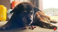 Zomrel asi najstarší pes na svete. Neuveríte, koľko sa dožil