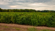 Španieli si našli výhovorku, aby mohli pestovať na poliach marihuanu