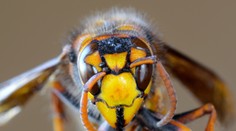 Na Česko sa valí extrémne agresívny druh sršňa z Ázie