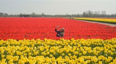 V Holandsku kvitnú tulipány. Farmári sú však nešťastní z bezohľadných turistov