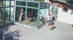 Dali opici čokoládu, zomrela na otravu. Na bezohľadné kŕmenie zvierat sa sťažujú aj naše ZOO