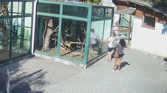 Dali opici čokoládu, zomrela na otravu. Na bezohľadné kŕmenie zvierat sa sťažujú aj naše ZOO