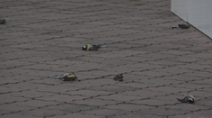 Hromadný úhyn sýkoriek v Trenčíne. V jednom momente narazili do presklenej budovy