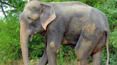 Nemeckú turistku udupali v Zimbabwe na smrť slony