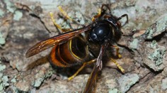 V Česku opäť zaznamenali vysoko rizikový druh hmyzu. Predstavuje potenciálnu hrozbu pre alergikov