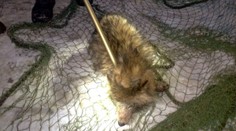 Myslela si, že zachraňuje psa. Na políciu priviezla niečo úplne iné