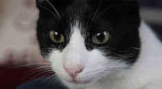 Francúzski vedci zistili koronavírus u mačky žijúcej s nakazeným človekom