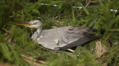 Beštia na Ružíne! Zničila hniezda volavky za viac ako 130-tisíc eur