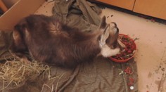 Tuhá zima sa stala osudnou pre mnoho kamzíkov, pomocnú ruku im podali ľudia