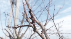 Oteplenie na Slovensku prináša neistotu. Počasie ako na hojdačke môže ovocinárom spôsobiť problémy