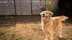 Niekto hodil petardu na dvor domu. Vybuchla psovi v papuli