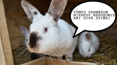 Záhadné posolstvá z Farmy: Čo tým chceli povedať?
