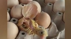 VIDEO: Majiteľka obchodu zostala v šoku. Na pulte sa z jedného z vajec vyliahlo kura