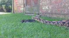 Mám veľhada kráľovského zahryznutého v tvári! Volala žena na núdzovú linku