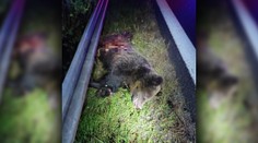 Pri Zvolene zrazilo auto medveďa, zviera zostalo bezvládne ležať