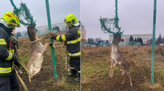 Nezvyčajný zásah hasičov. Daniel mal parohy zamotané v sieti za futbalovou bránou