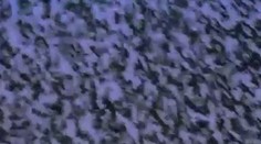 Predstavte si, že by vaše zmysly boli desaťnásobne rýchlejšie