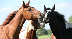 V Maďarsku uzavreli časť diaľnice. Dostalo sa na ňu stádo koní