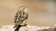 Zdravie našich miest: Podľa vtákov vieme určiť, či žijeme v kvalitnom prostredí