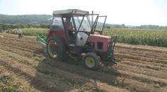 Na východe Slovenska otvorili samozber zemiakov. Ľudia ich tam kúpia za polovičnú cenu