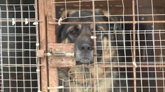 Náročná práca v útulkoch: Boli sme sa pozrieť, ako sa odoberajú zúbožené psy z osád