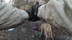 VIDEO: Jelene sa zamotali parohmi. Muž ich zachránil netradičným spôsobom