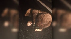 Dvestokilový medveď skočil vodičovi pod dodávku. Šelma bola na mieste mŕtva