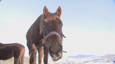 Kone z ranča v Pavlovciach zrejme skončili na bitúnku. Prekvapí vás, kto ich asi kradol